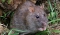 Smeđi štakor (Rattus norvegicus)