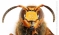 Europski stršljen (Vespa crabro)