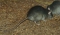 Crni štakor ( Rattus Rattus )