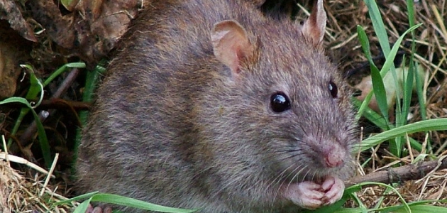 Smeđi štakor (Rattus norvegicus)
