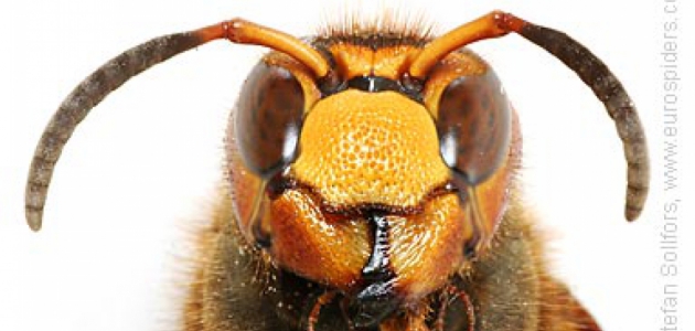 Europski stršljen (Vespa crabro)