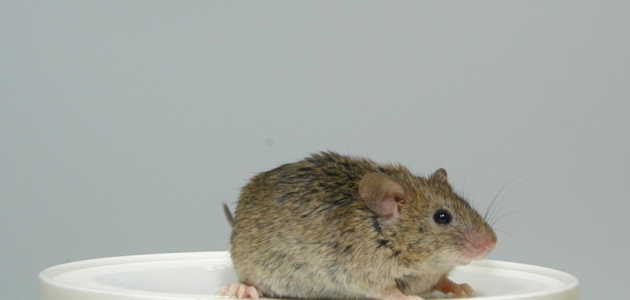 Domaći miš (Mus musculus)