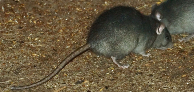 Crni štakor ( Rattus Rattus )