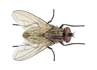 KucnaMuha