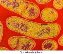 botulism micro
