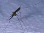 Anopheles