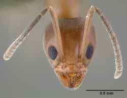Linepithema humile