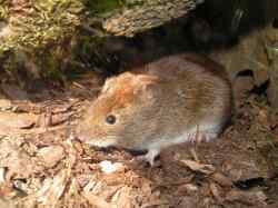Poljska voluharica (Microtus arvalis)