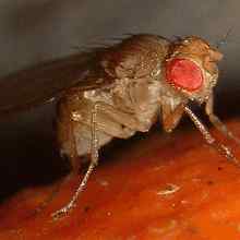 Voćna Muha (Drosophila Melanogaster)