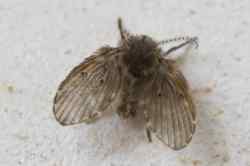 Septička Muha (Psyhodidae)