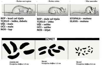 Glavne razleke između miševa i štakora prevedeno