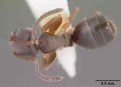 Tapinoma Sessile