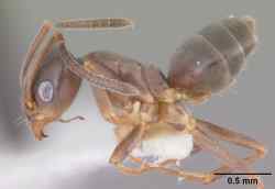 Tapinoma Sessile