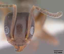 Tapinoma Sessile