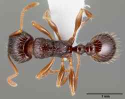 Tetramorium_Caespitum