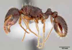 Tetramorium_Caespitum2