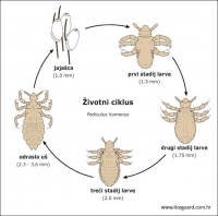 Tjelesna Uš (Pediculus Humanus Corporis)