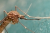 Anopheles maculipennis
