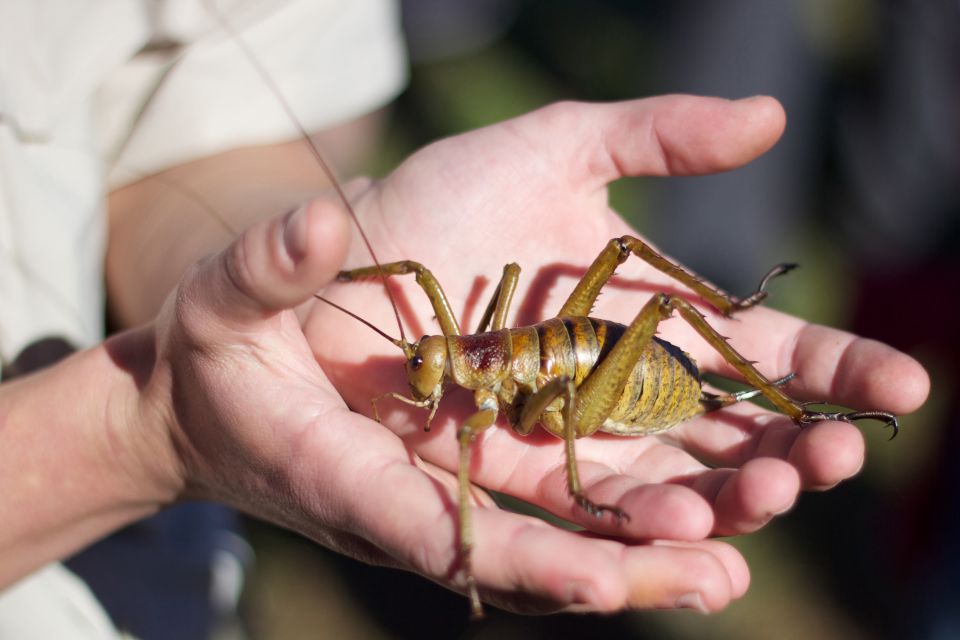 Impresivna Fauna Novog Zelanda
