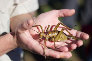 Impresivna Fauna Novog Zelanda