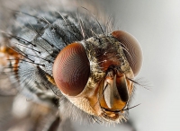 Kućna Muha (Musca domestica)