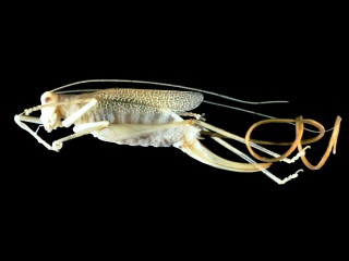 Spinochordodes tellinii - parazit koji kontrolira Vaš um!