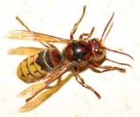 Str&scaron;ljen ( Vespa crabro )