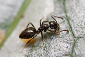 Vanjski mravi (Tapinoma Sessile)