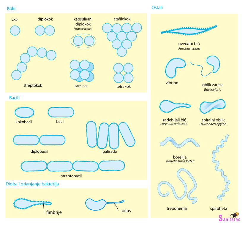 Morfologija bakterija