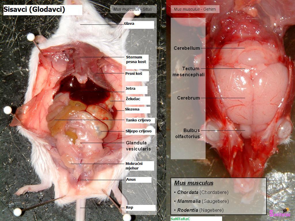 Anatomija i građa miša