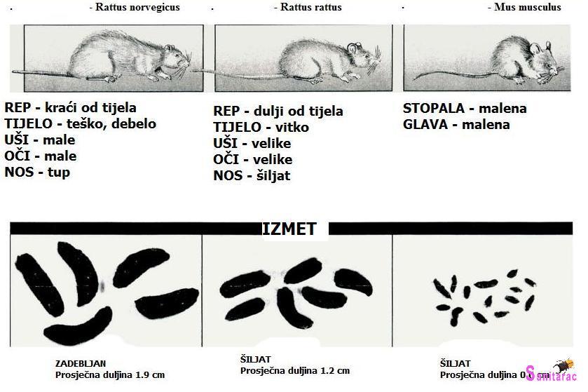 Fizičke razlike miša i štakora