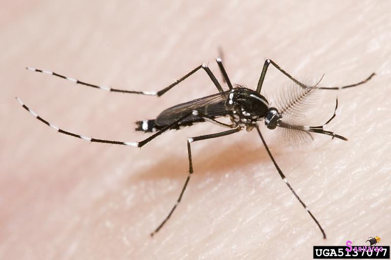 Aedes albopictus