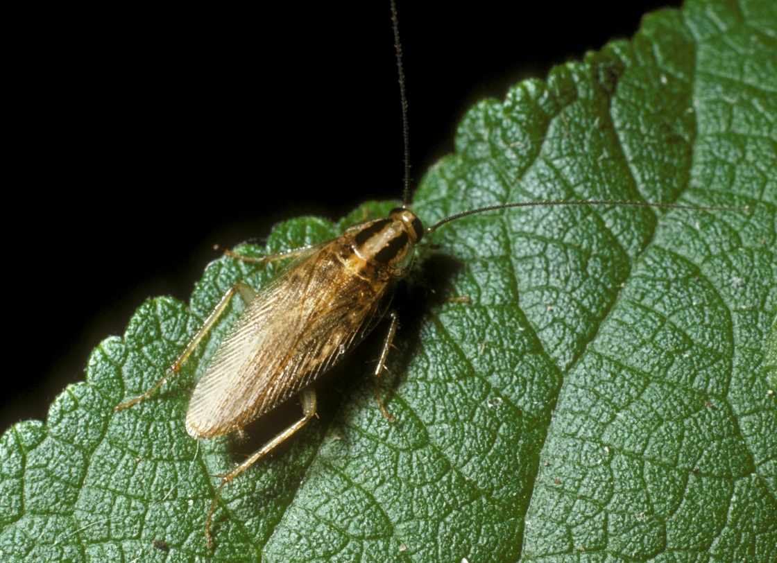 Azijski žohar (Blattella asahinai)