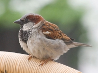 Vrabac Obični vrabac (Passer domesticus)