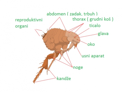 Mačja buha (Ctenocephalides felis)