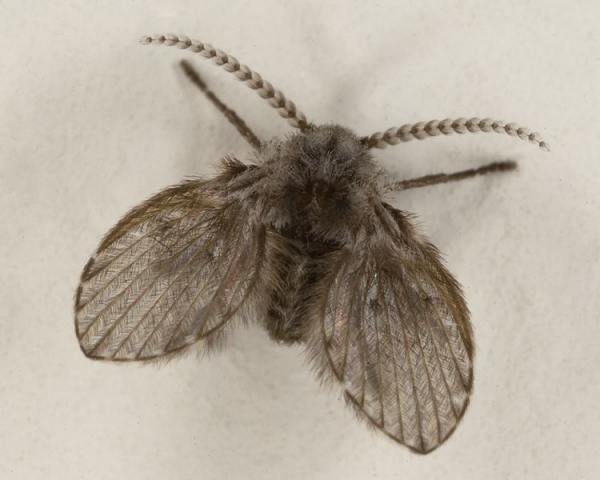 Septička Muha (Psychodidae)