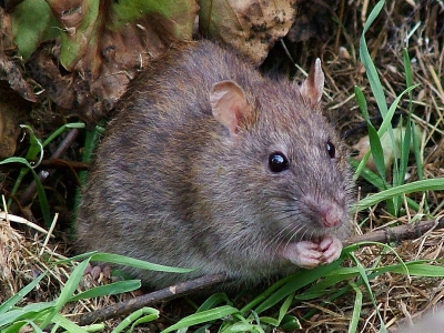 Smeđi štakor (Rattus norvegicus)