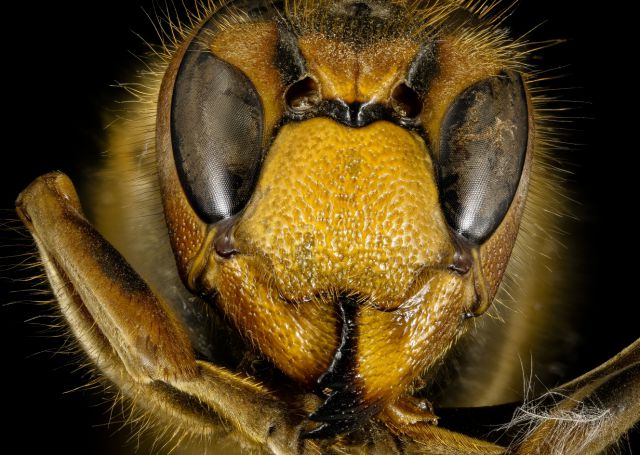 Vespa crabro