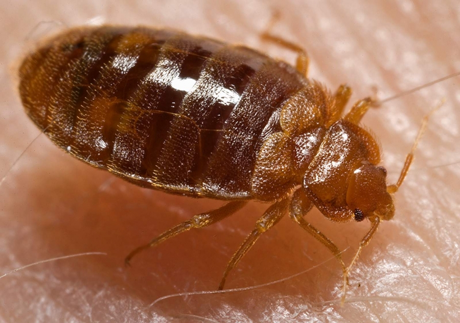 Stjenica - Cimicidae ili BedBugs