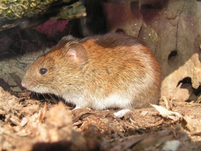 Poljska voluharica (Microtus arvalis)