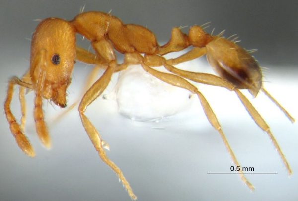 Faraonski mrav (Monomorium pharaonis)