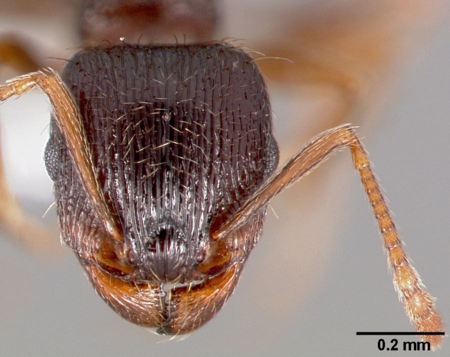 Građevinski Mrav (Tetramorium Caespitum)