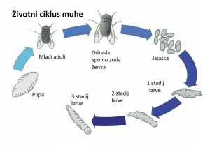Životni Ciklus Muha (Diptera)