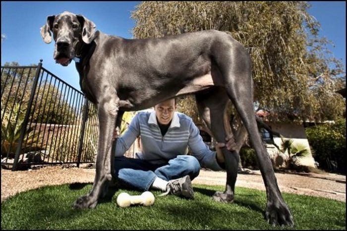 Big Dogs