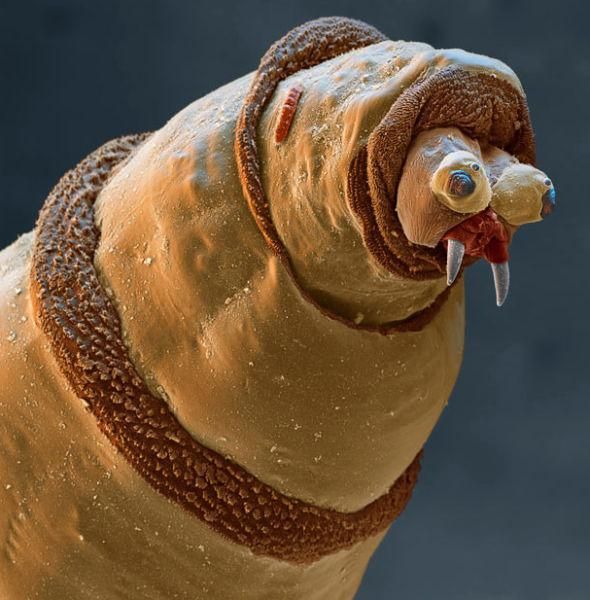 Larva od muhe