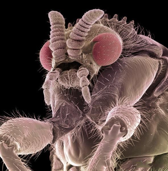 insekti ??? Muha