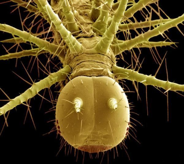 insekti tropska gusjenica