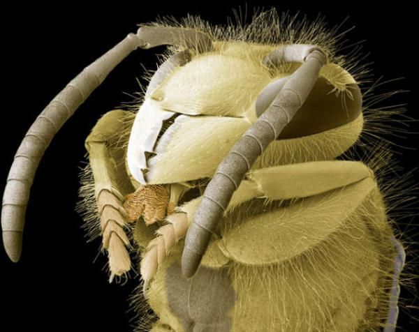 insekti Osa