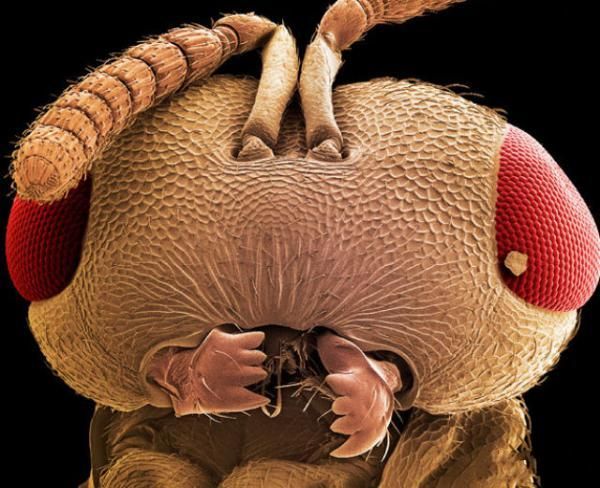 insekti Osa