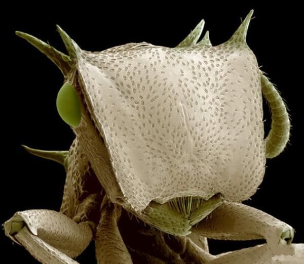 insekti Mrav